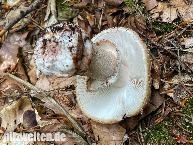 Perlpilz, Rötender Wulstling, Amanita rubescens