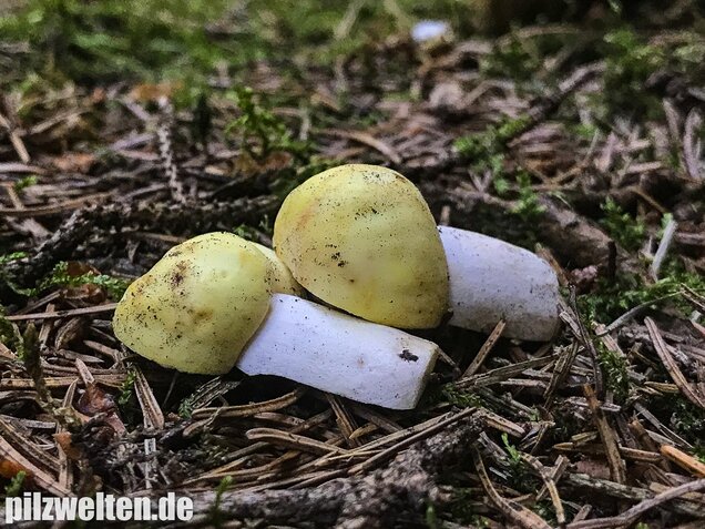Violettstieliger Pfirsichtäubling, Russula violeipes