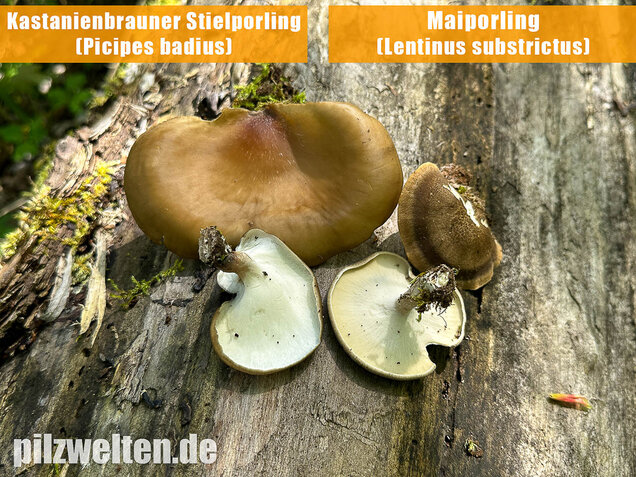 Kastanienbrauner Stielporling, Süßriechender Porling, Picipes badius