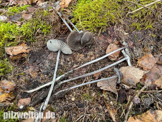 Rillstieliger Helmling, Mycena polygramma