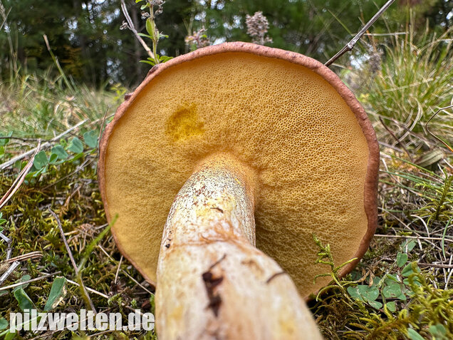Ringloser Butterpilz, Suillus collinitus