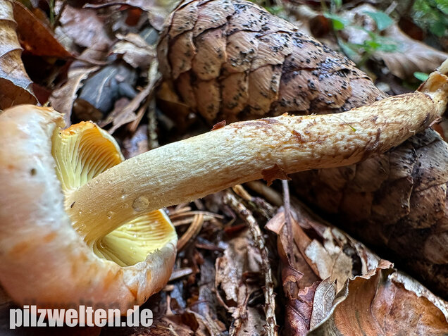 Safranroter Schüppling, Safranschüppling, Pyrrhulomyces astragalinus