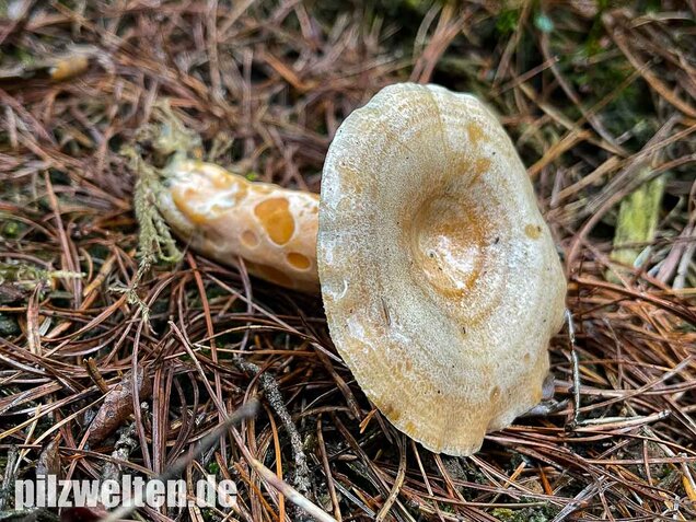 Spangrüner Kiefernreizker, Lactarius semisanguifluus