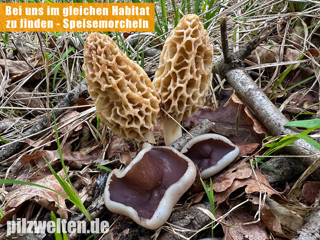 Braunvioletter Brandstellenbecherling, Violetter Becherling, Geoscypha violacea