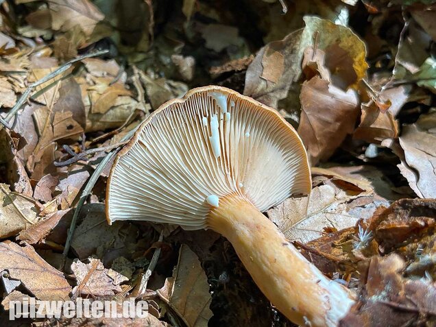 Süßlicher Buchenmilchling, Lactarius subdulcis