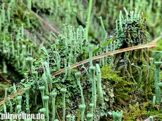 Trompetenflechte, Cladonia fimbriata