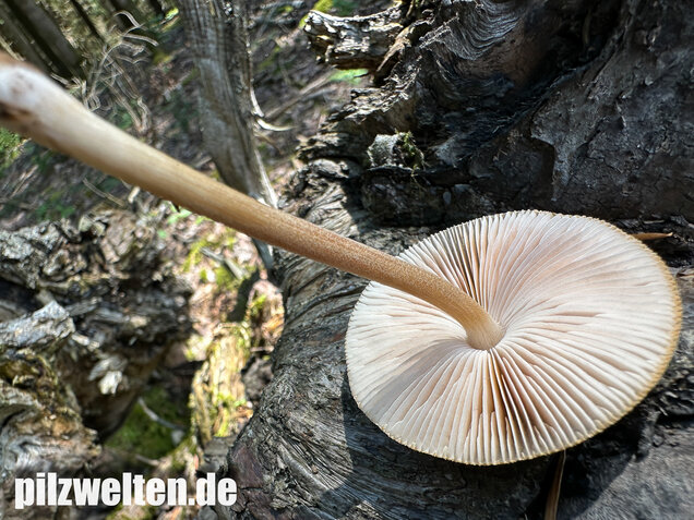 Verschiedenfarbiger Dachpilz, Pluteus plautus