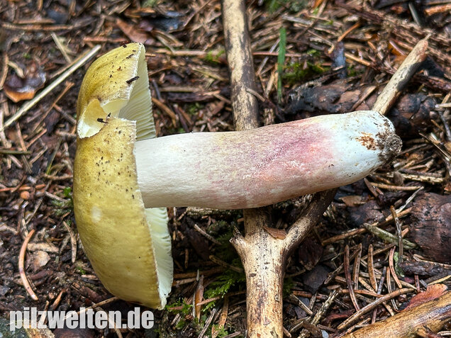 Violettstieliger Pfirsichtäubling, Russula violeipes