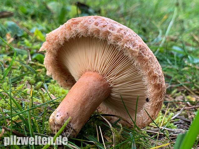 Zottiger Birkenmilchling, Lactarius torminosus