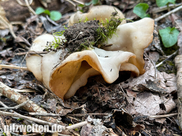 Morchelbecherling, Disciotis venosa