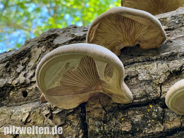 Beschleierter Pappel-Seitling, Pleurotus calyptratus