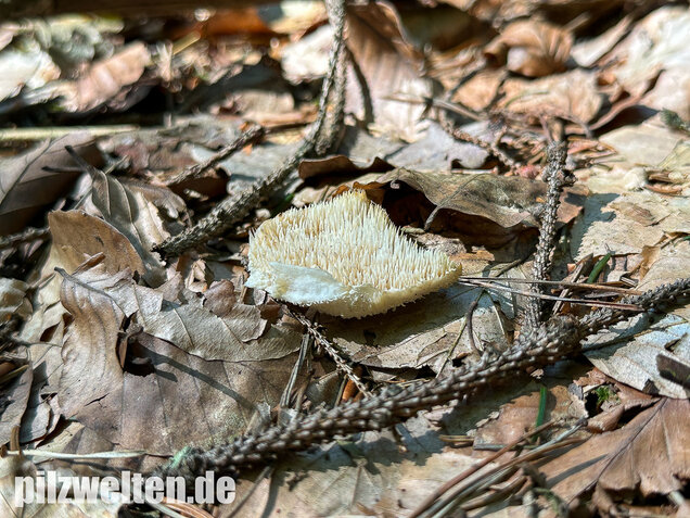 Dorniger Stachelbart, Hericium cirrhatum