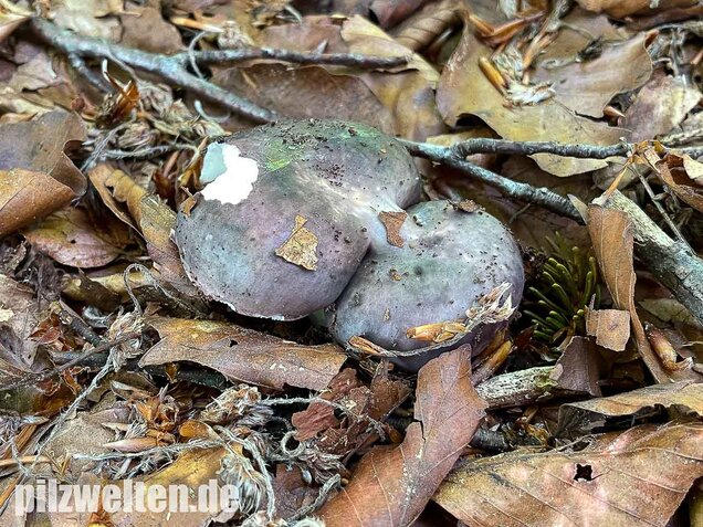 Frauentäubling, Russula cyanoxantha
