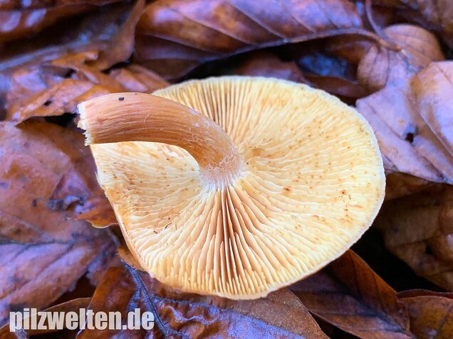 Geflecktblättriger Flämmling, Gymnopilus penetrans