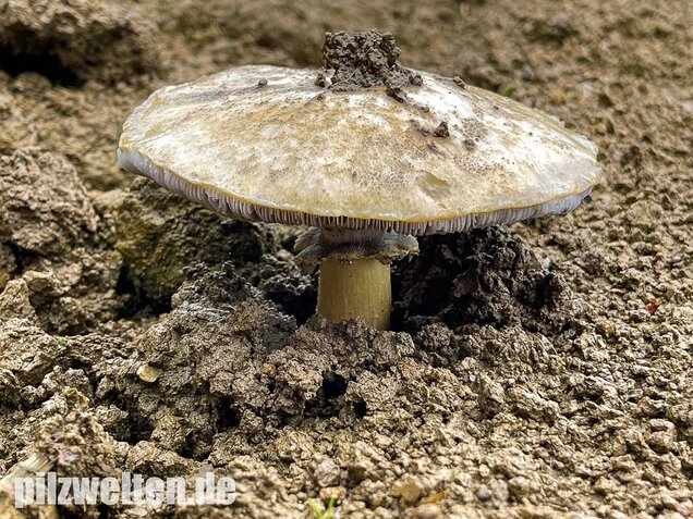 Gelber Riesenträuschling, Stropharia rugosoannulata forma lutea