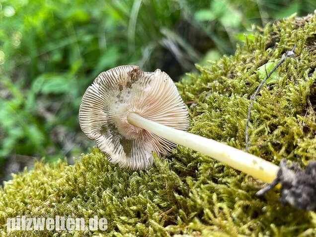 Gelbstieliger Dachpilz, Pluteus romellii