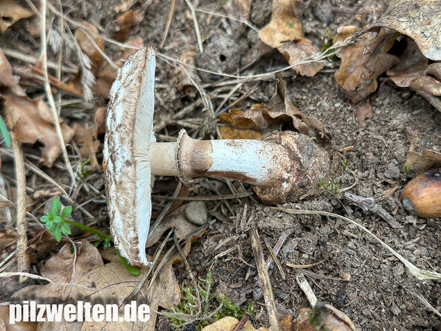 Gerandetknolliger Safranschirmling, Chlorophyllum brunneum