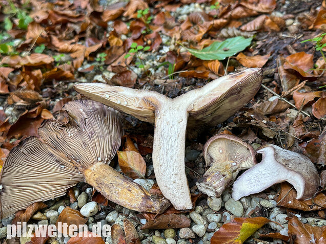 Gezonter Violettmilchling, Lactarius violascens