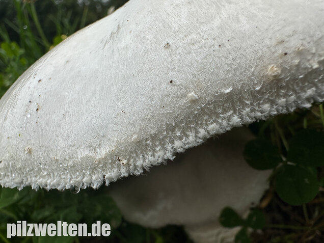 Großsporiger Riesenchampignon, Agaricus urinascens