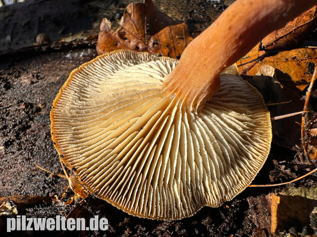 Harziger Sägeblättling, Neolentinus adhaerens