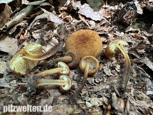 Igelschüppchenschnitzling, Phaeomarasmius erinaceus