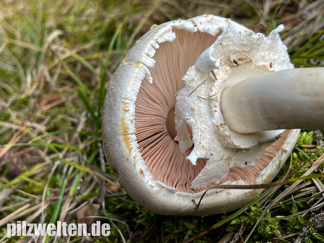 Karbolchampignon, Agaricus xanthodermus
