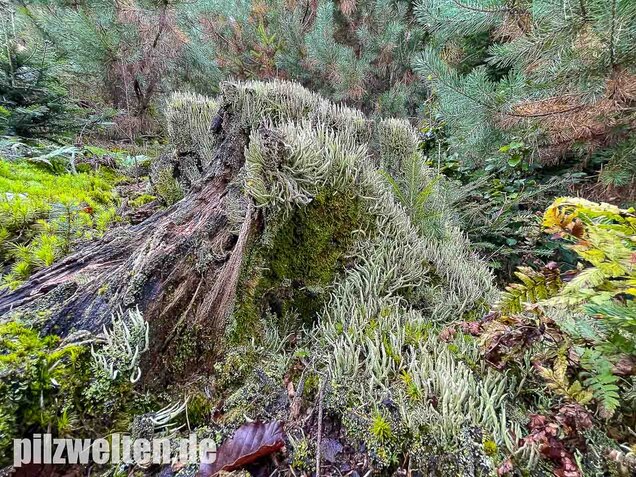 Keulenflechte, Cladonia coniocraea