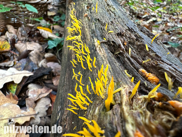 Laubholzhörnling, Calocera cornea