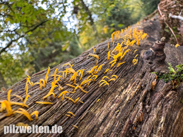 Laubholzhörnling, Calocera cornea