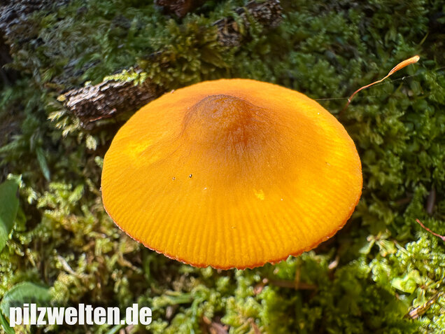 Löwengelber Dachpilz, Pluteus leoninus