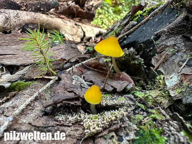 Löwengelber Dachpilz, Pluteus leoninus