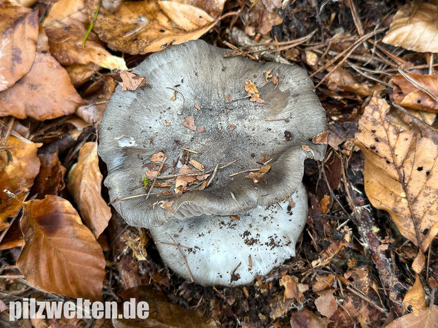 Märzschneckling, Märzellerling, Hygrophorus marzuolus