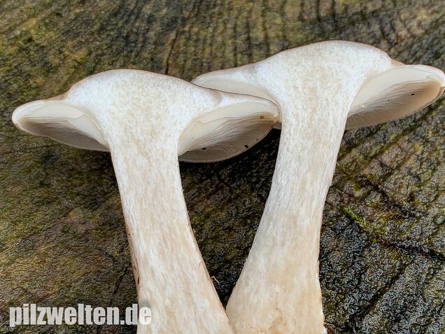 Nebelkappe, Clitocybe nebularis
