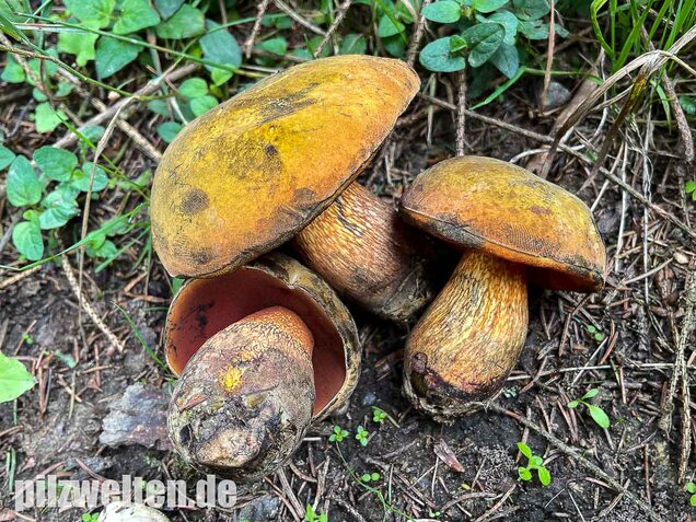 Netzstieliger Hexenröhrling, Suillellus luridus