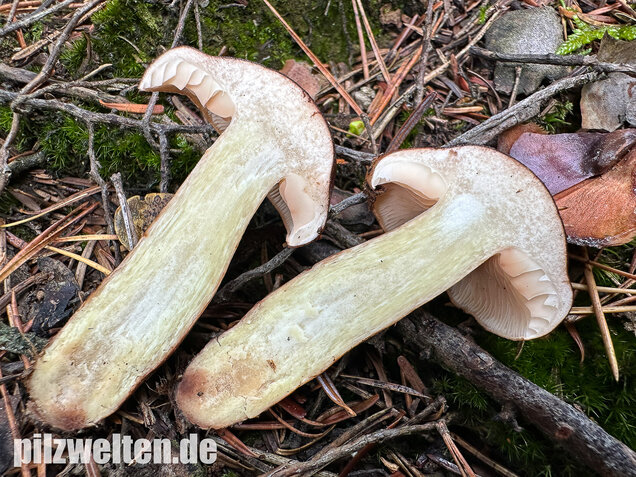 Geschupptstieliger Ritterling, Tricholoma fucatum
