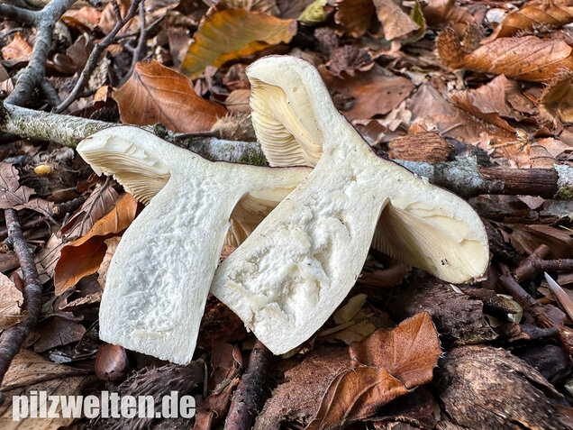 Papageitäubling, Kleiner Frauentäubling, Russula ionochlora