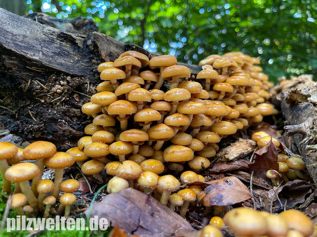Stockschwämmchen, Kuehneromyces mutabilis