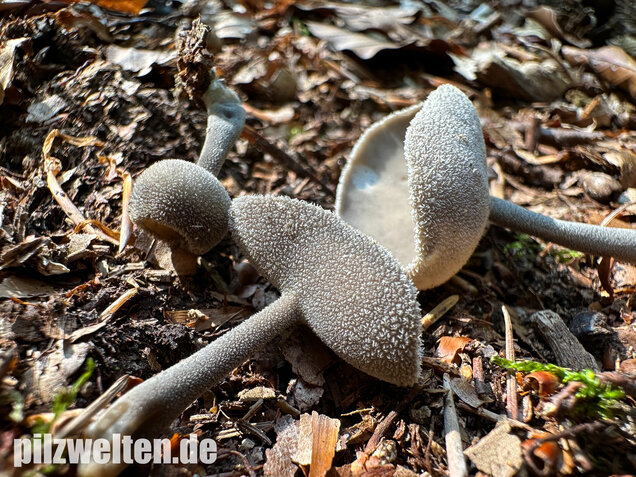 Langstielige Becherlorchel, Grauer Langfüßler, Helvella macropus