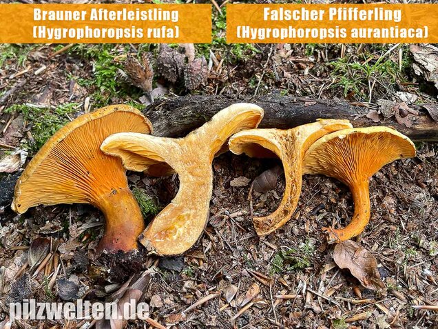 Falscher Pfifferling, Afterleistling, Hygrophoropsis aurantiaca