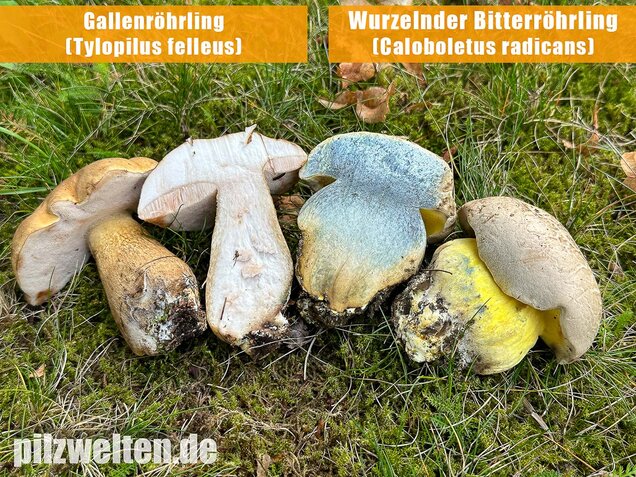 Gallenröhrling, Bitterling, Bitterpilz, Tylopilus felleus