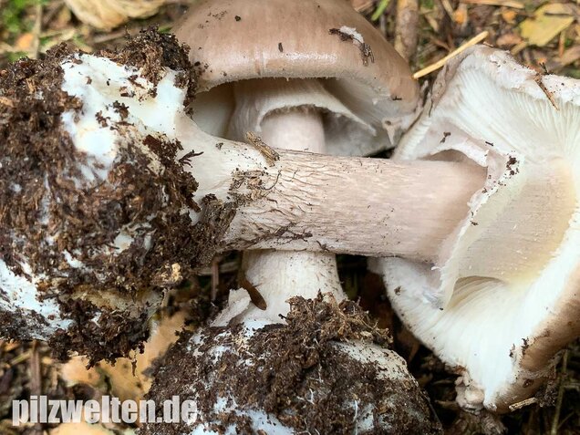 Porphyrbrauner Wulstling, Amanita porphyria