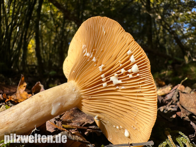 Scharfer Haselmilchling, Brennreizker, Lactarius pyrogalus