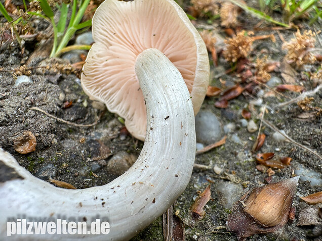 Schlehenrötling, Blasser Frühlingsrötling, Entoloma sepium