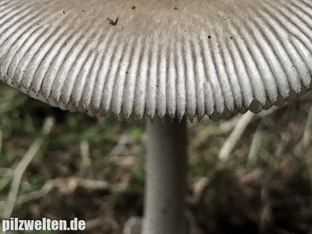 Silbergrauer Scheidenstreifling, Amanita argentea