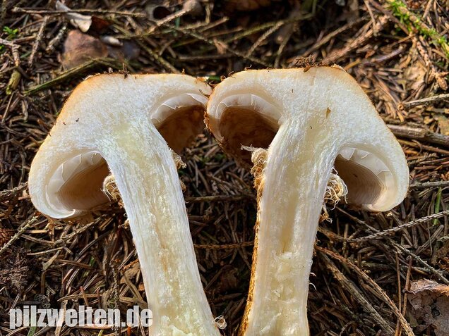 Sparriger Schüppling, Pholiota squarrosa
