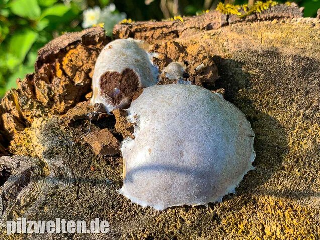 Stäublings-Schleimpilz, Enteridium lycoperdon