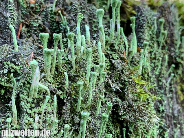 Trompetenflechte, Cladonia fimbriata