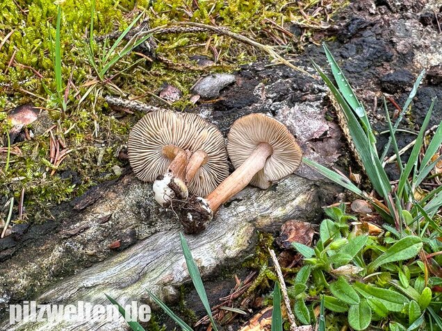 Rübenfüßiger Risspilz, Inocybe napipes