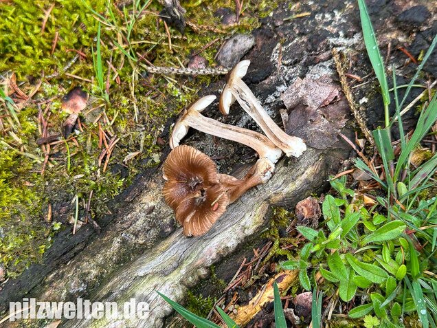 Rübenfüßiger Risspilz, Inocybe napipes