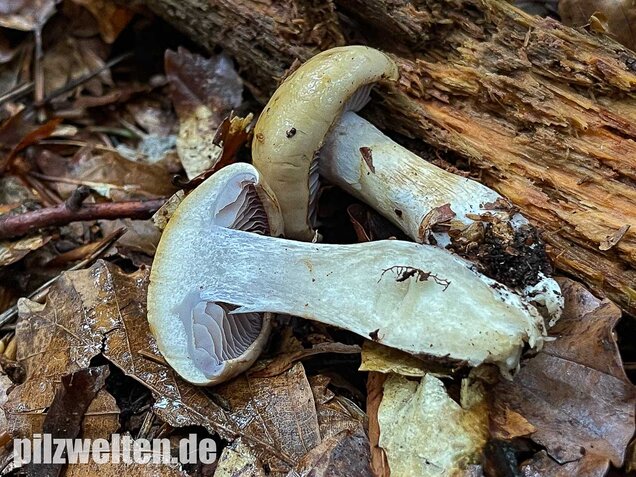 Violettblättriger Schleimfuß, Cortinarius delibutus
